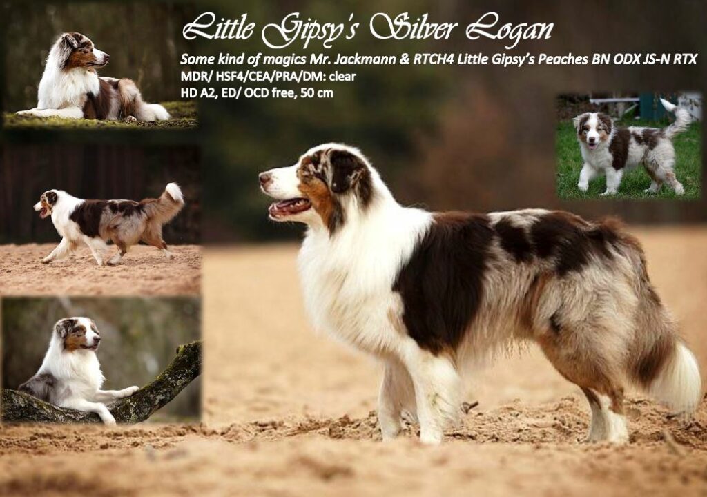 Little Gipsy's Silver Logan DNA-VP