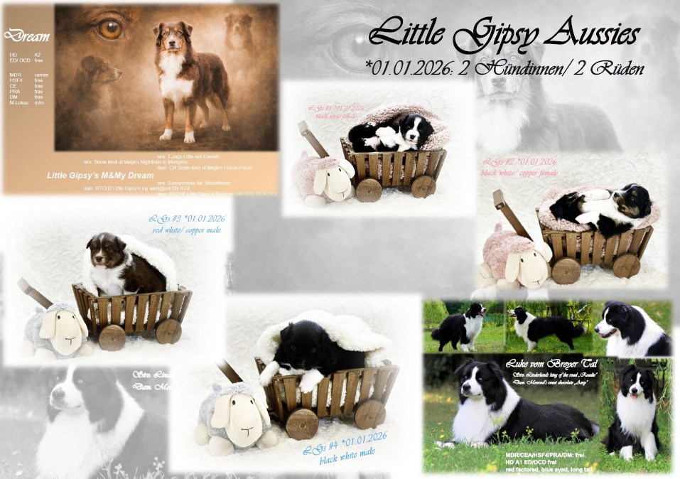 Unsere sanfte und zauberhafte Dream hat uns am 01.01.2026 4 zauberhafte Welpen geschenkt